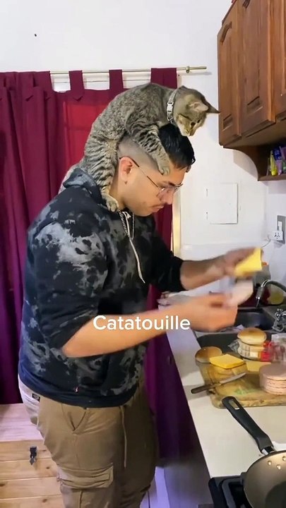 gato comida