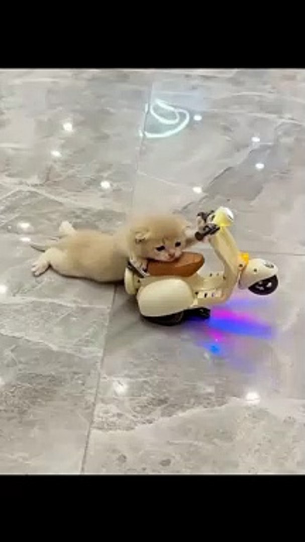 ⁣Animals Funny Moments | Animals Funny Compilation | Funny Animals #animal #cats #satisfyingvideos