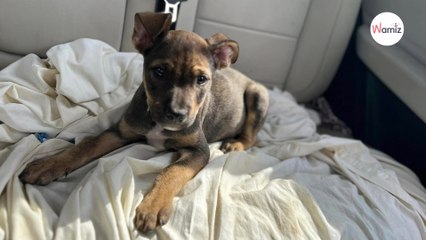 En voiture, il jette son chiot par la fenêtre : un refuge lance un appel pour le retrouver