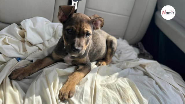 En voiture, il jette son chiot par la fenêtre : un refuge lance un appel pour le retrouver