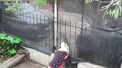 Pup Pulls Privacy Mesh Off Fence