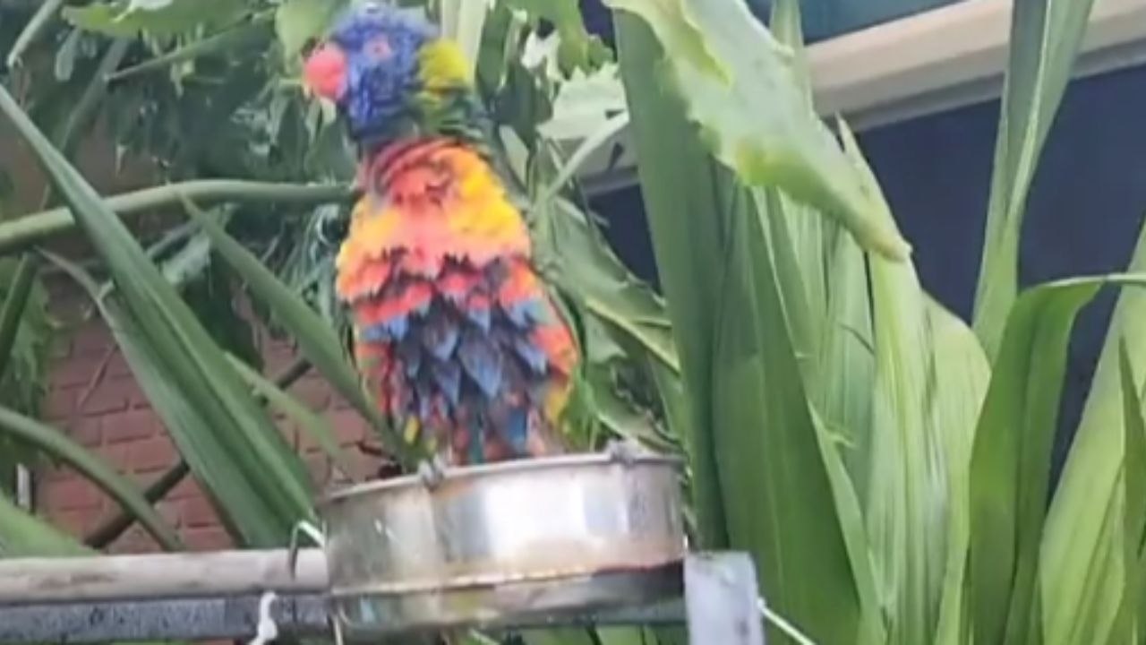Stunning parrot can't hide her love for bathing... even on a 'CRAZY ...