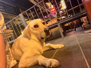 Sutton woman shares 'sweet' video of Turkey street dog 'Honey'