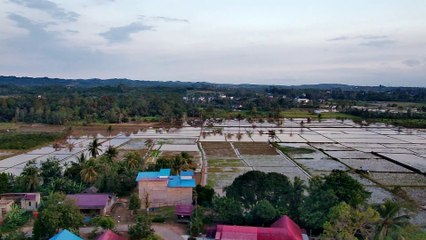 RICE FIELDS IN MY COUNTRY