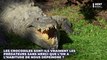 Des crocodiles aperçus en train de sauver la vie d’un chien
