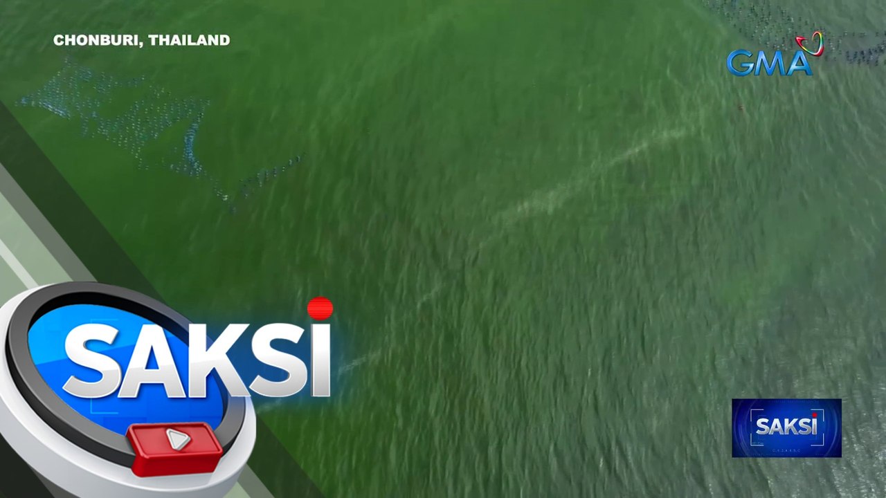 Berdeng bahagi ng Gulf of Thailand, dahil sa plankton bloom na nakamamatay sa lamang-dagat | Saksi