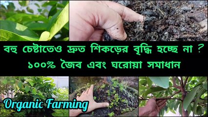 শিকড়ের দ্রুত বৃদ্ধির ফর্মুলা আছে মাটি তৈরীতেই ।।  Organic way to grow plant roots faster