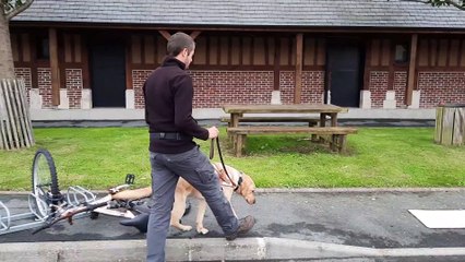Futur chien guide d'aveugle, Smoothie à l'entraînement avec son éducateur Antoine Magniez au centre Paul Corteville d'Honguemare-Guénouville, dans l'Eure