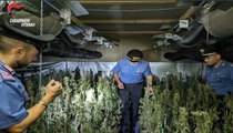 I Carabinieri sequestrano una piantagione di cannabis in un capannone