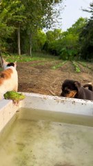 Cat vs Dog #life #explore #success #alpha #lol #fun #lmao #laugh #subscribe