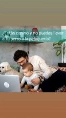 Te digo un sitio web para aprender peluqueria canina de forma gratuita ✅  https://peluqueriacanina.online