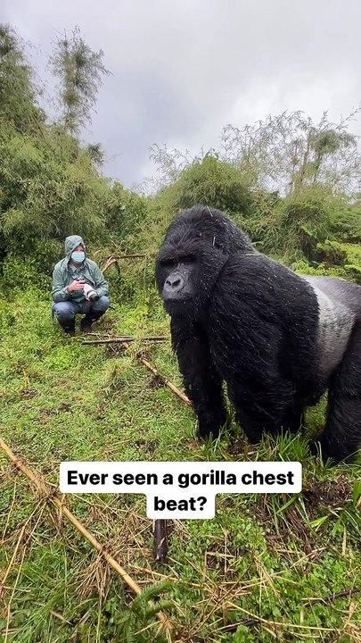 A gorilla doing its famous chest beat