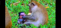 (Tổng hợp) .Những chú khỉ con không được khỉ mẹ che chở & bảo vệ. Monkeys A04