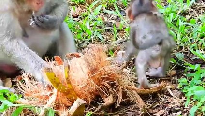 P14-Summary of the animation of the young Lizza monkey in the fight to survive with the herds