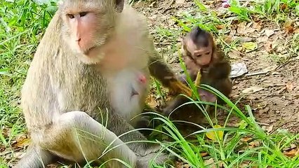 P16- Summary  of the animation of the young Lizza monkey in the fight to survive with the herds