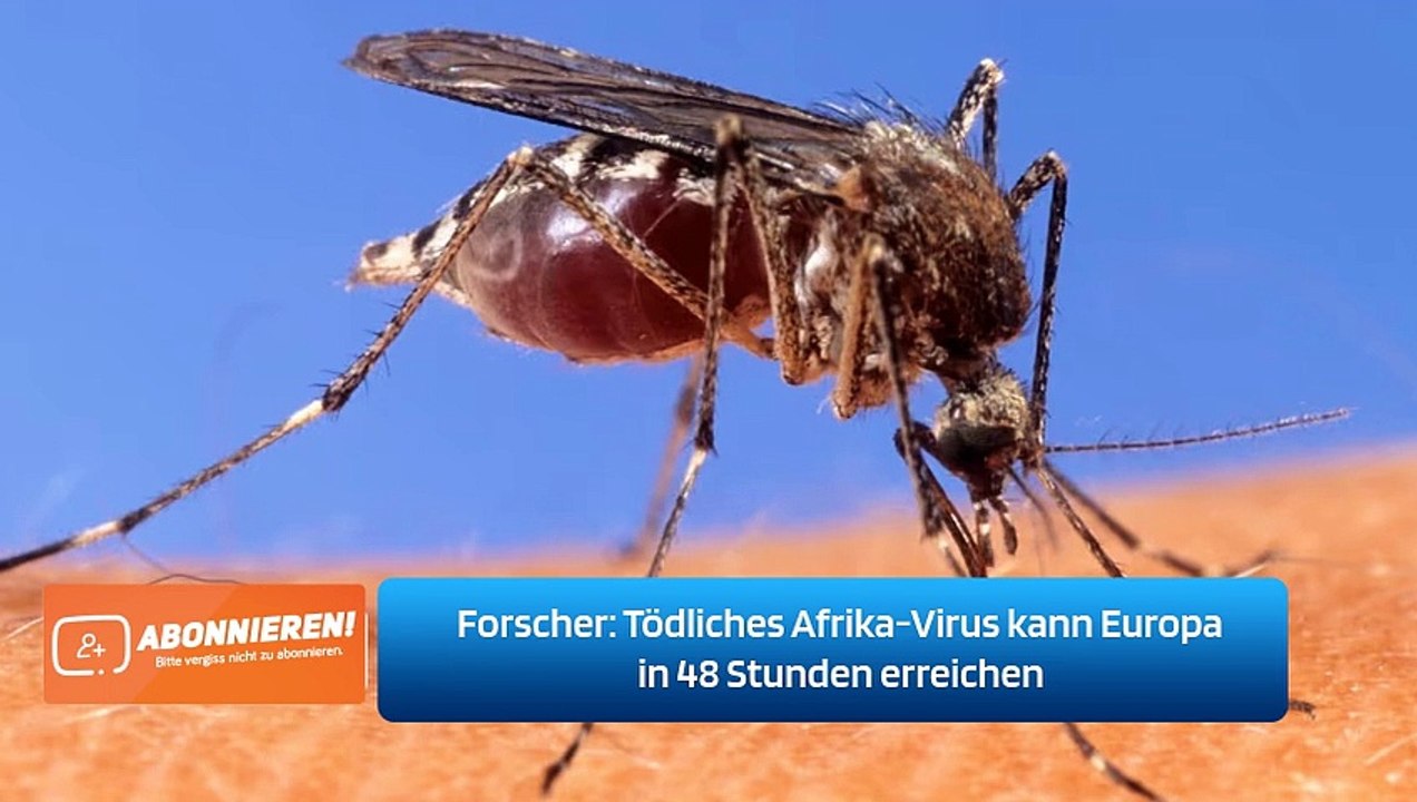 Forscher: Tödliches Afrika-Virus kann Europa in 48 Stunden erreichen