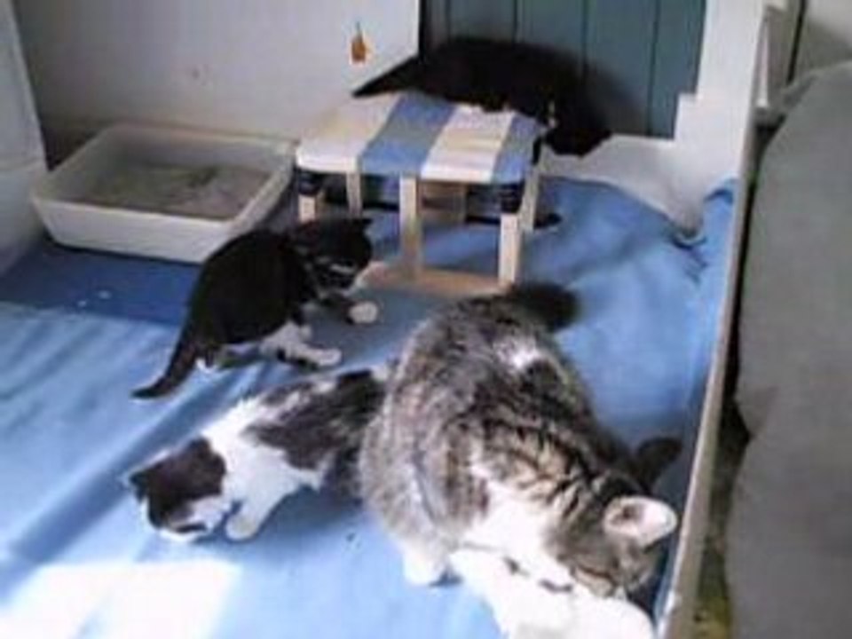 Vidéo des chatons, vendredi 28 mars 2008, 4 semaines