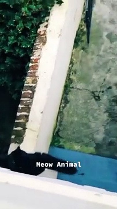 funny crazy cat