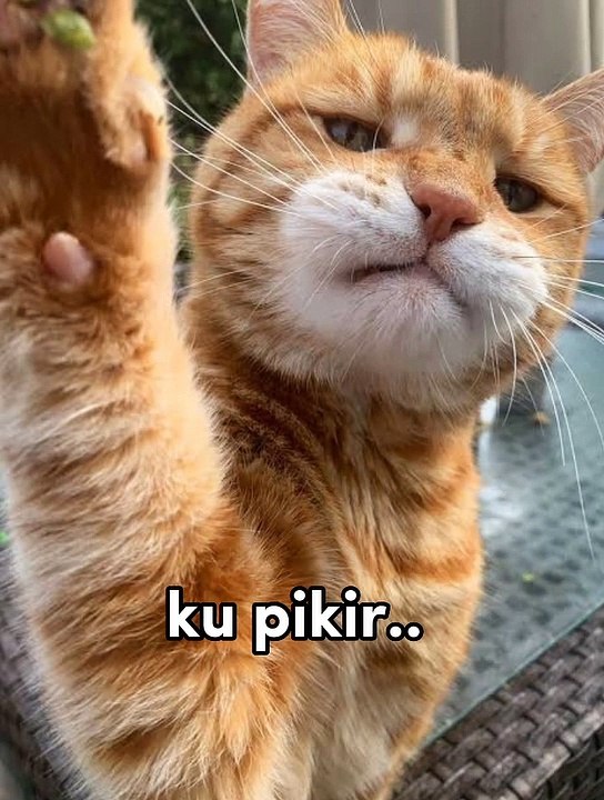 funny crazy cat #6