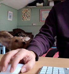 Puppy Is a Poor Employee