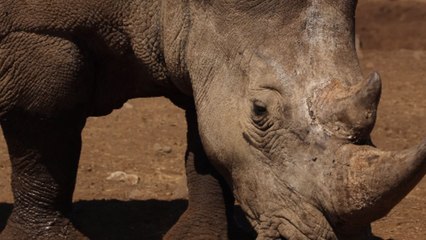 Kenya: Bored rhinos engage in a friendly mid-day 'scratch'