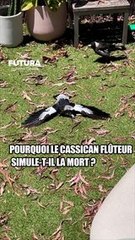 Cassican Flûteur : la raison derrière sa simulation de la mort ! #science