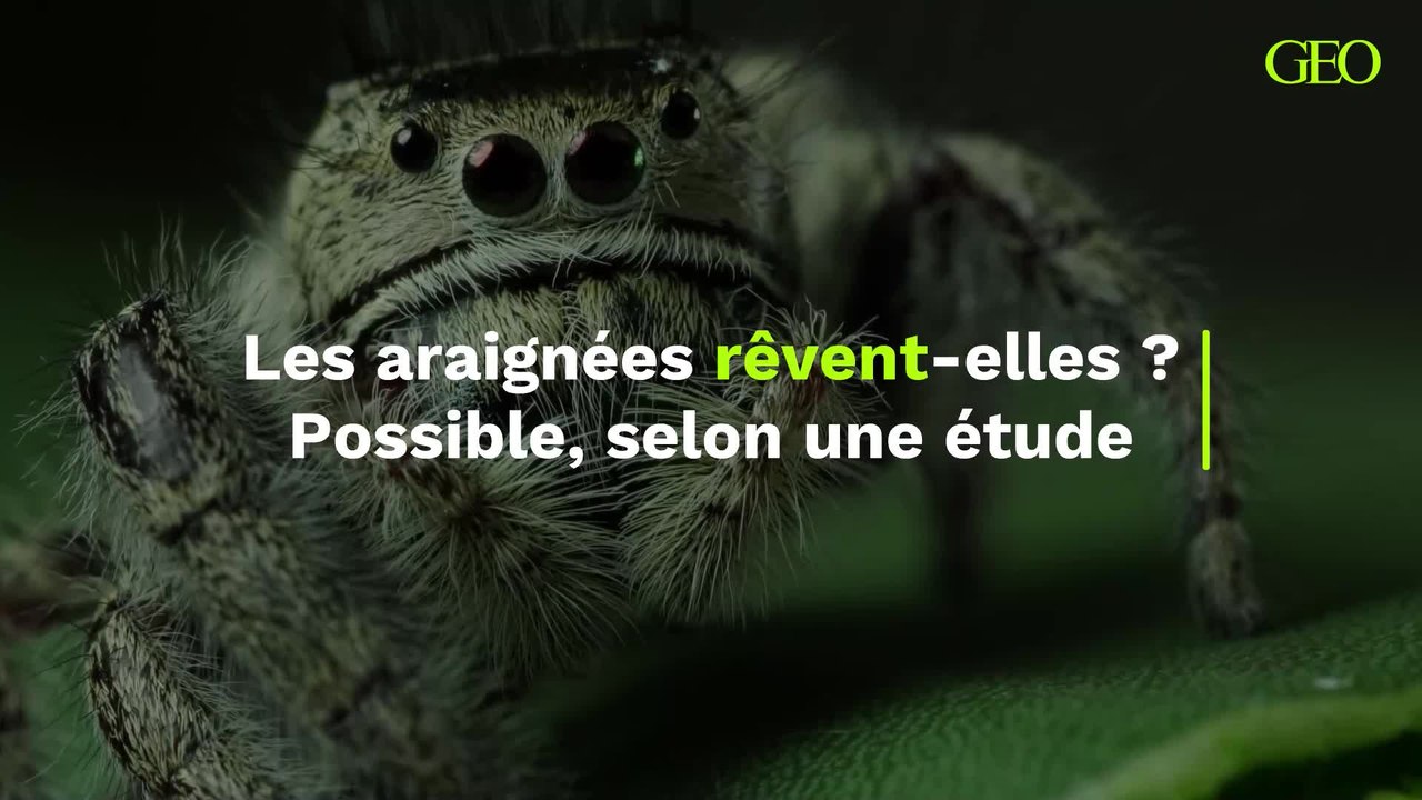 Selon une étude, les araignées pourraient rêver