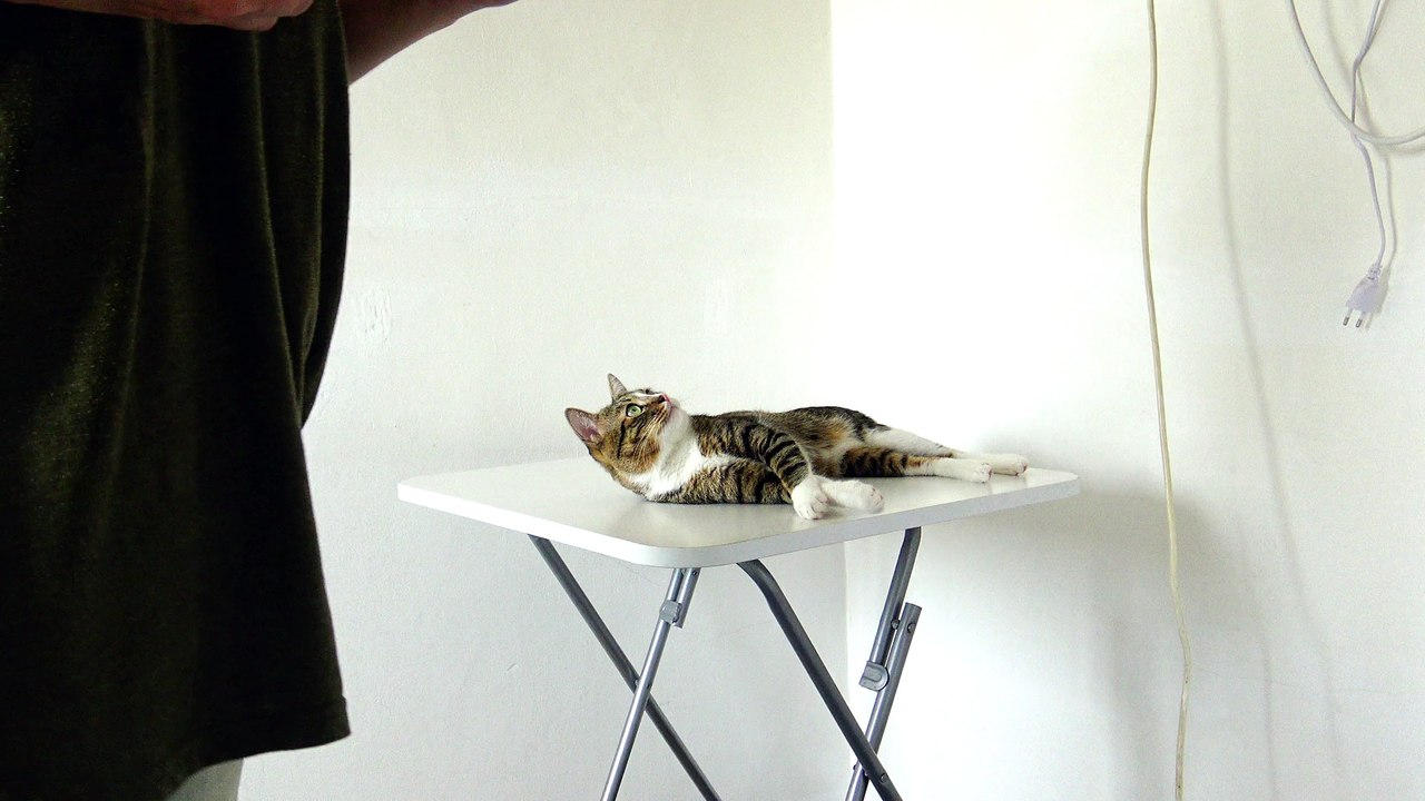 A Playful Funny Cat (2)