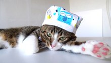 Doctor Cat Is in His Office (1)