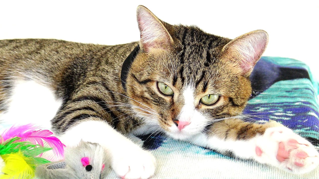 Nose Boops for a Cat