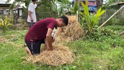 Tập 2 Chuẩn bị gỗ dựng chòi và cá lóc nướng rơm