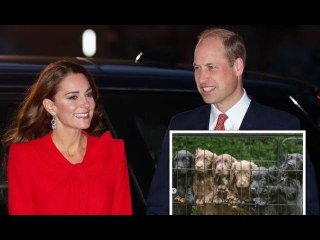 Kate and Prince William's new dog appears in rare picture by James Middleton