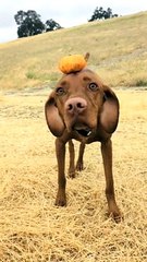 Pup Balances Pumpkin on His Head