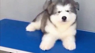 New Funny Dogs Pet Video 2023, New Funny Dogs Puppies Video, New Cute Dogs Video, New Funny Animals Video, New Beautiful Dogs Video,