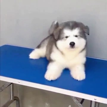 New Funny Dogs Pet Video 2023, New Funny Dogs Puppies Video, New Cute Dogs Video, New Funny Animals Video, New Beautiful Dogs Video,
