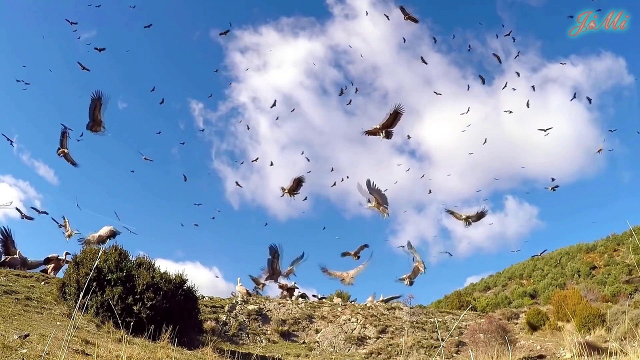 Đại Bàng Vàng - Sát Thủ Săn Mồi - Nhấc Bổng Dê Núi