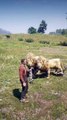 RDR2 | Red dead Redemption lion fight | Wild attack