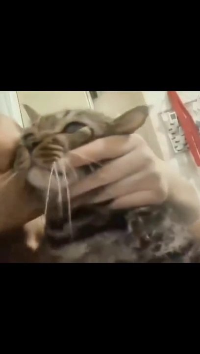 Funny Cats miaumiau Random cat #miaumiau #catlover #mengrandom #funnycat #kitten #SultanMakanSoNice #kucing #cat Thank