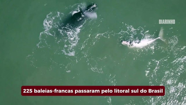 Expedição registra 225 baleias-francas no litoral no sul