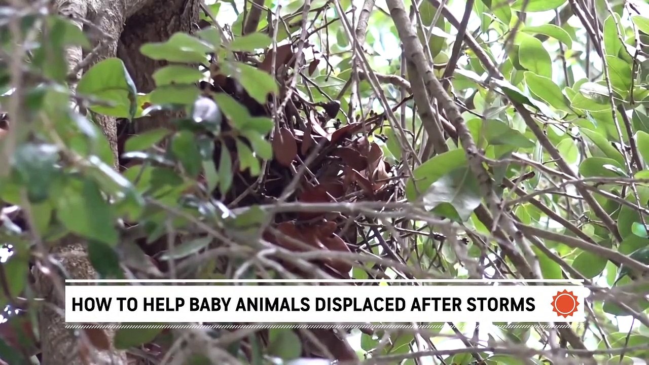 What to do if storms knock down animal nests