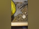 Oiseaux dornement   animals video