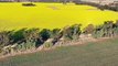 Darriwell  Aggregation, Trundle, NSW | September 22, 2023 | Farmonline