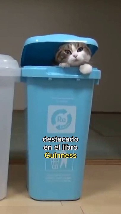 El gato más famoso de Youtube