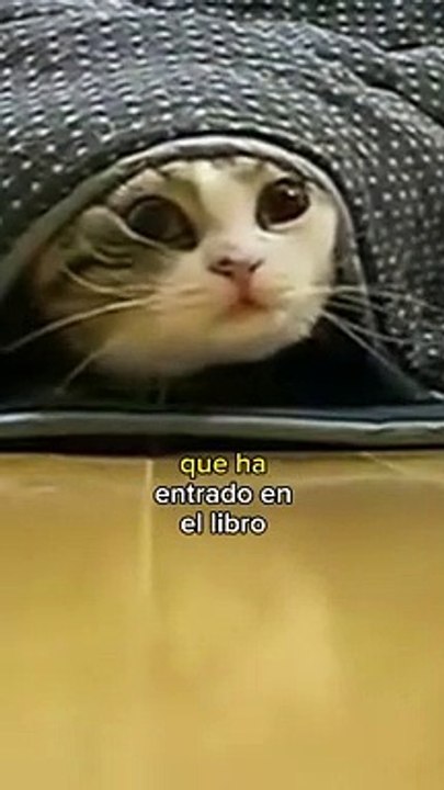 Motimaru, El gato más famoso de Youtube