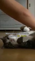 Este es el gato más famoso de Youtube