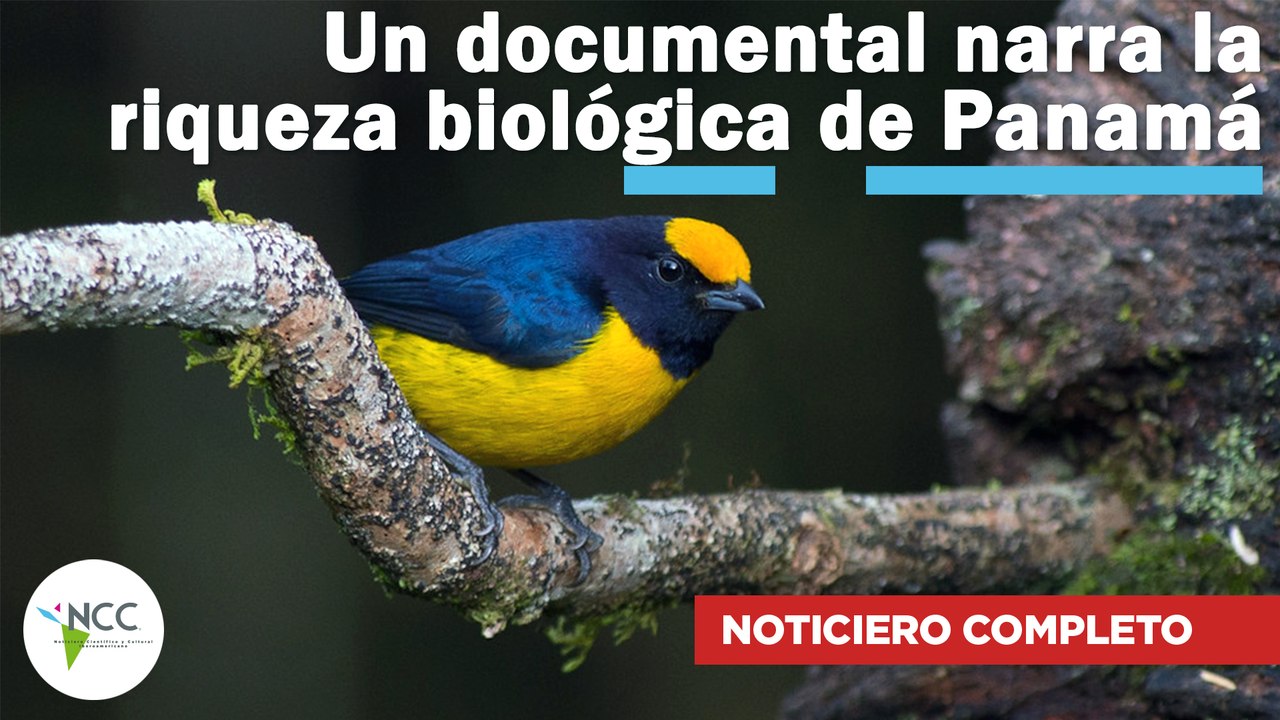 Un documental narra la riqueza biológica de Panamá | 589 | 25 septiembre al 1 octubre de 2023
