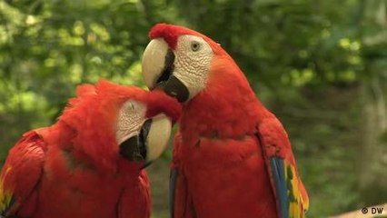 La guacamaya roja, reina del Valle de Copán