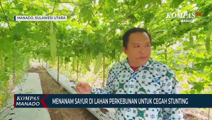Pemkot Manado Dan Angkasa Pura I Menanam Sayuran Untuk Penderita Stunting