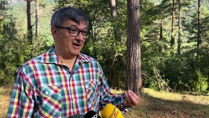 La sequera complica la temporada de bolets al Pirineu, que ha perdut la meitat de la producció