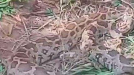 भरतपुर: खेत में निकला अजगर, भाग छूटे मजदूर, फिर ऐसे हुआ रेस्क्यू, देखें